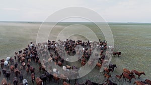 Pastureland aerial scene with large horse herd galloping at evening