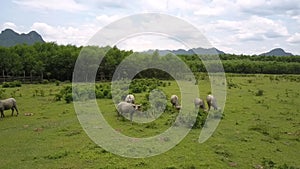 Pastureland with buffaloes herd eating grass aerial view