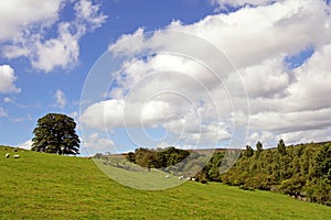 Pastureland in Fewston, in the Yorkshire Dales, England.