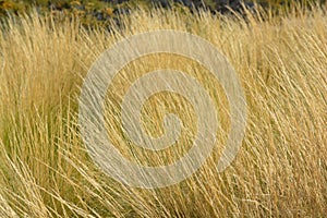 Pastures in argentinian patagonia. Paja (Pappostipa frigida photo