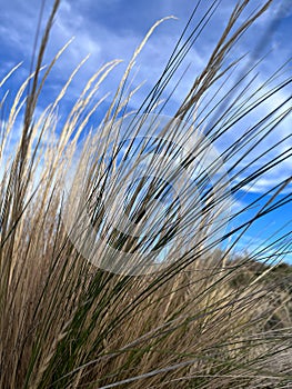 Pastures in argentinian patagonia. Paja (Pappostipa frigida) photo