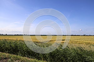 Pastures with farms and roads in the future Fifth Village of the Zuidplaspolder of the municipality of Zuidplas