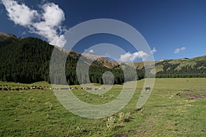 Pastures in the mountains