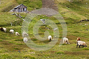 Pastures of Sheep on the Grossglockner High Alpine Road