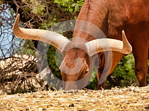 Pasturing Ankole-Watusi cattle with big horns