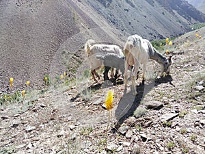 Pasturing goats on the mountains photo