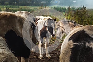 Pasturing herd of horses in countryside