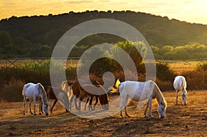 Pasturing horses