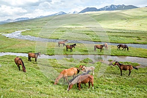 Pasturing horses and foals