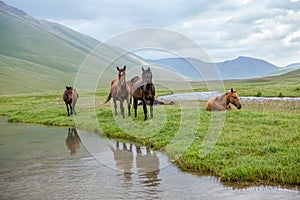 Pasturing horses at river