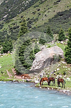 Pasturing horses at river