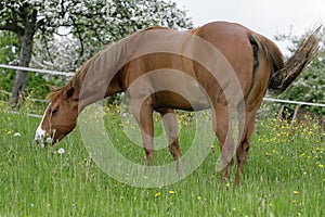 Pasturing Quarter horse photo