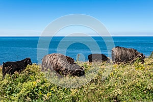 Pasturing sheep on meadow against sea and sky photo