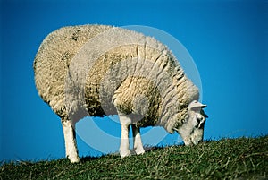 Pasturing white sheep photo