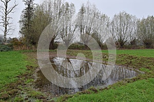 Nature developement and Pollard willows in Dutch streamvalley of the river Aa