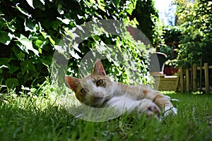 Pat cat in the garden