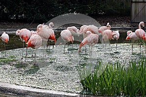 A pat of flamingos preening and sunning.