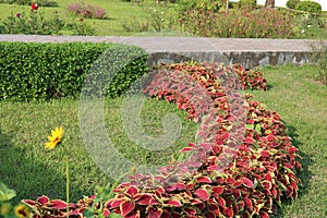 Pata Bahar - Colorful leafs line in garden