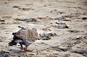 Patagioenas picazuro looking at beach sand