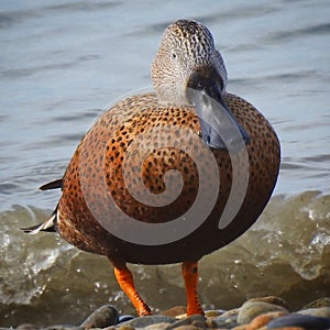 Patagonia Argentina, macho pato cuchara photo