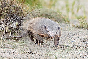 Patagonia armadillo close up portrait