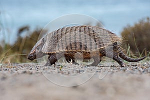 Patagonia armadillo close up portrait