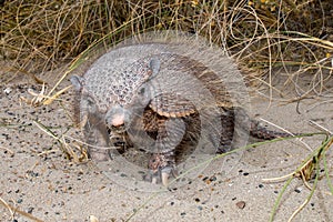 Patagonia armadillo close up portrait