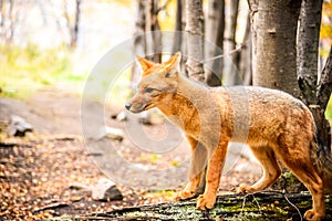 Patagonia, Chile - Patagonian fox