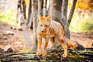 Patagonia, Chile - Patagonian fox