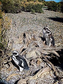 Patagonia, view of the Atlantic Ocean with its wildlife of penguins
