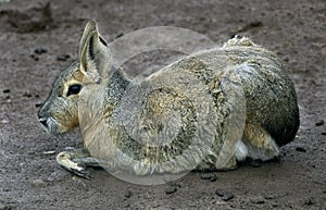 Patagonian cavy 11