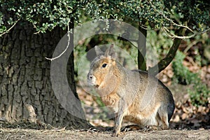 Patagonian cavy photo