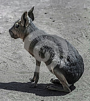 Patagonian cavy 13