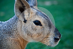 Patagonian Cavy