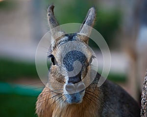 Patagonian Cavy photo