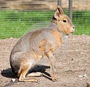 Patagonian cavy 3 photo