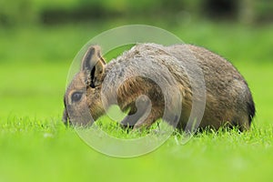 Patagonian cavy