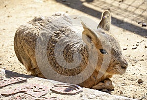 Patagonian Cavy photo