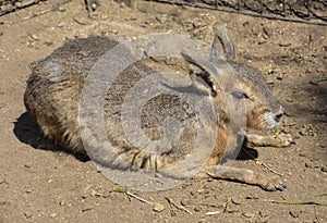 Patagonian Cavy photo