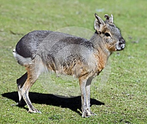 Patagonian cavy 1 photo