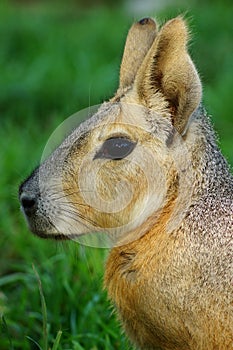 Patagonian Cavy Mara photo