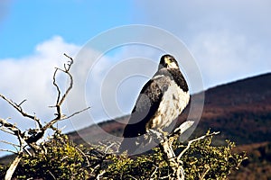 Patagonian classic: bird, tree, hill. Chile