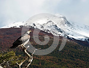 Patagonian classic: bird, tree, hill. Torres del Paine. Chile