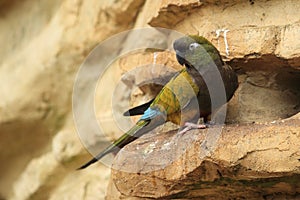 Patagonian conure