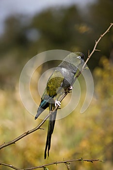 Patagonian Conure or Burrowing Parakeet, cyanoliseus patagonus, Adult standing on Branch