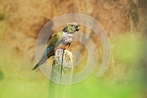 Patagonian conure photo