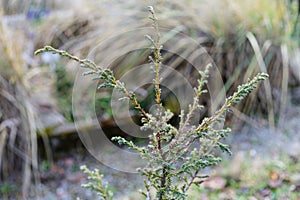 Patagonian cypress, Fitzroya cupressoides