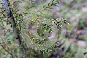 Patagonian cypress, Fitzroya cupressoides