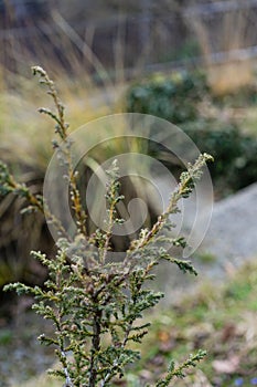 Patagonian cypress, Fitzroya cupressoides