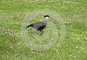 Patagonian falcon on a green ground. Carancho